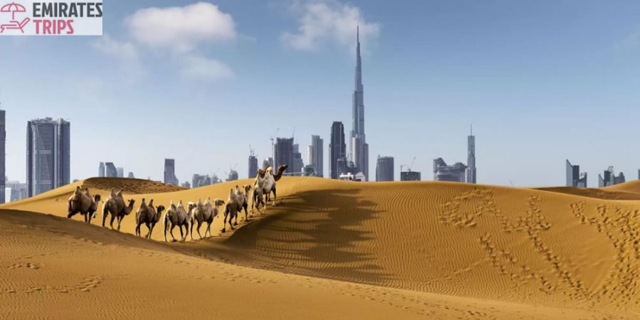 Dinner in desert | Desert safari Bab Al Shams | Dubai Desert Safari | Sunrise Safari | Desert Safari Dubai | Dubai city tour | Thing to do in Dubai | Abu Dhabi City tour | Camel Riding Dubai | Dune Buggy Dubai