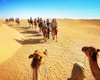 Camel Ride in Desert Safari